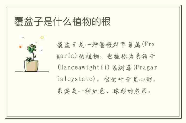 覆盆子是什么植物的根(覆盆子根叫什么)